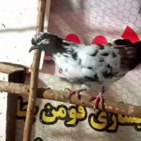 کبوتر پرشی|پرنده|رشت, سلیمانداراب|دیوار