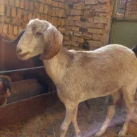 بز شیرده