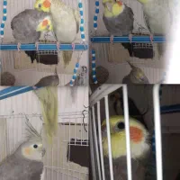 پرنده عروس هلندی