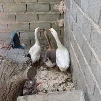 قوقاز نطفه دار