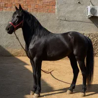 خرید فروش اسب صحرا