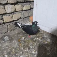 کفتر|پرنده|مشهد, ویلاشهر|دیوار