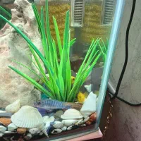 ماهی گوشت خار معاوزه با گیاه خار|ماهی|تهران, هفده شهریور|دیوار