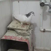 کفتر|پرنده|سبزوار, امام خمینی (ناوی)|دیوار