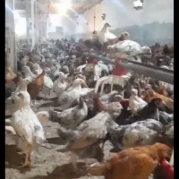 جوجه محلی گلپایگانی