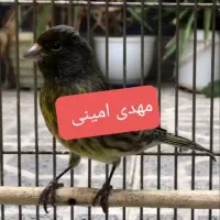 گلبسر قناری دهن لر فلوتی دار