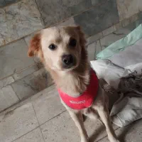 سگ نژاد رتریور