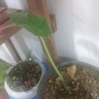 تعویض گل آپارتمانی با پرنده خونگی یا ماهی اکواریمی|گل و گیاه طبیعی|کهریزک, |دیوار