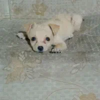 سگ پامر