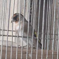 دورگ سرسیاه چونه سفید ماده اماده