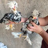 خروس سلطان|حیوانات مزرعه|کاشان, آیت الله سعیدی|دیوار