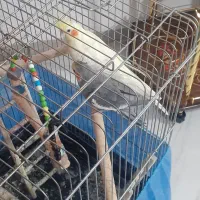 دو عدد عروس هلندی بزرگ