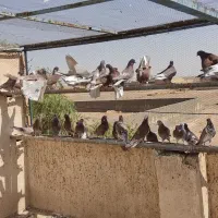 کبوتر پرشی|پرنده|قم, تعویض پلاک|دیوار