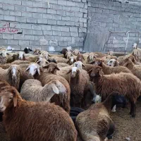 دامداری افشین یادگار|حیوانات مزرعه|اردبیل, |دیوار