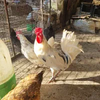 یک عدد خروس گلین جوان وسالم لطفا تماس بگرید بگیر|حیوانات مزرعه|محلات, |دیوار