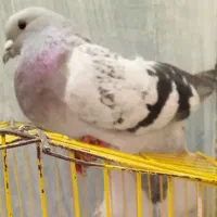 دم سفید سبزکلاغ دمسفید