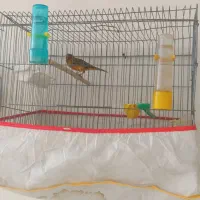 قناری شتری سرخ