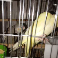 عروس هلندی|پرنده|شبانکاره, |دیوار