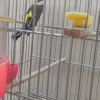 سهره|پرنده|اصفهان, حصه جنوبی|دیوار
