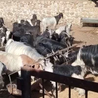 بز، کهره، گوسفند، میش