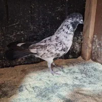 کبوتر همه چیز تموم .|پرنده|رشت, رشتیان|دیوار