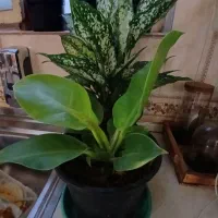 تعدادی گل طبیعی