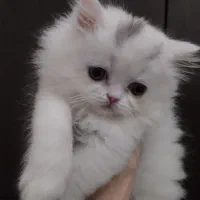 گربه پرشین ماده|گربه|تهران, انبار نفت|دیوار