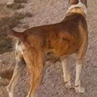 واگذاری سگ افغان گله ای ونگهبان|سگ|راور, |دیوار