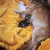 واگذاری شیواوا