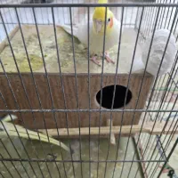 جفت پرنده فروش