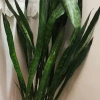 گل و گلدان سانسور یا سالم سر سبز