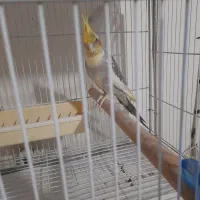 نر ابلغ|پرنده|بابل, |دیوار