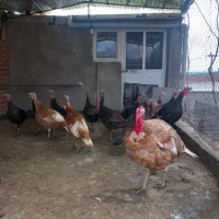 یک بوقلمون با ۱۸ عدد چوجه