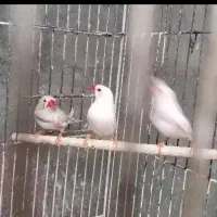فنچ