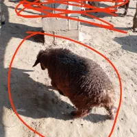 بره ماده به فروش می رسد