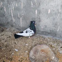 ماده المانی|پرنده|نیشابور, شهرک بهداری|دیوار