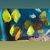 آکواریوم طوطی ماهی