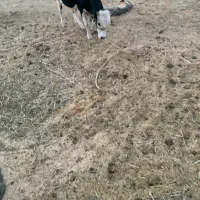 فروش دو عدد نر گاو چاق گوشتی|حیوانات مزرعه|چاه داد خدا, |دیوار