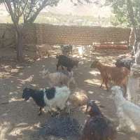 بزغاله فروشی