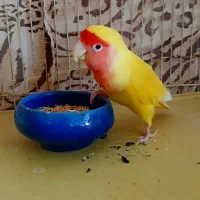 طوطی برزیلی زرد نر|پرنده|بجنورد, |دیوار