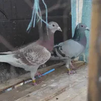 دوماده پلاکی خالص اصل پرینت دار