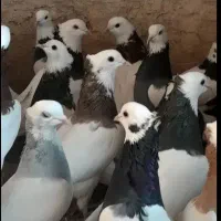 کفترطوقی|پرنده|مشکیندشت, |دیوار