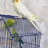 عروس نر مسته مست