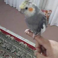 عروس هلندی بازیگوش