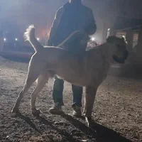 واگذاری سگ خراسانی|سگ|مشهد, مقدم|دیوار