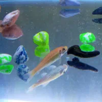 گوپی|ماهی|فردیس, شهرک شهید حسینی|دیوار