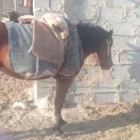 اسب ماده|اسب و تجهیزات اسب‌سواری|مشهد, سیس‌آباد|دیوار