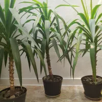 انواع  گلها  سیکاس ویوکا|گل و گیاه طبیعی|رشت, پیرکلاچای|دیوار