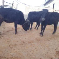 گوساله ماده بومی|حیوانات مزرعه|کوهدشت, |دیوار