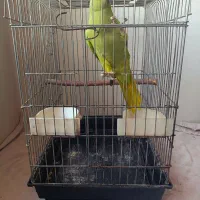 ملنگو|پرنده|اردبیل, |دیوار